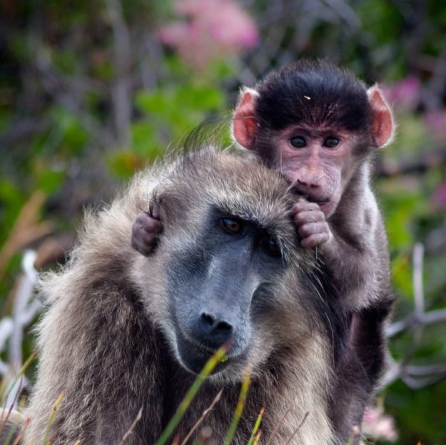 Baboon Matters Trust 1