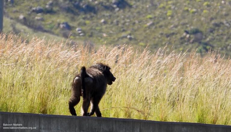 baboon matters banner 768x438