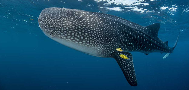 save our seas banner